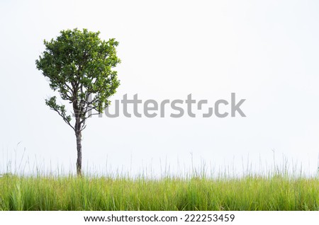 Beautifully shaped tree on a white background. With green grass as foreground