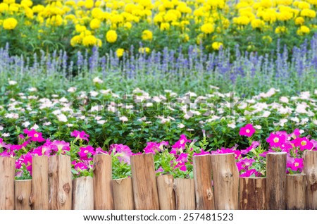 Wooden fence along the flower petunia purple, pink and yellow marigolds in the garden.