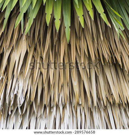 Palm leaf for background It sort of leaves overlapping leaves.