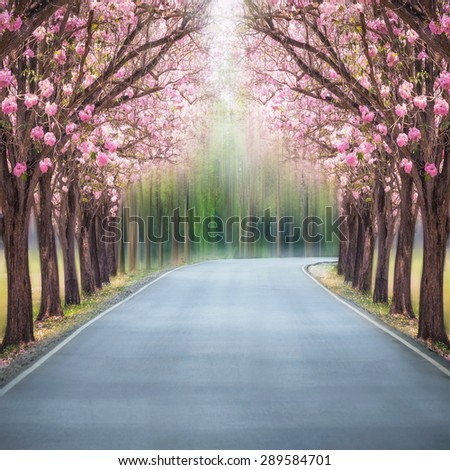 The romantic tunnel of pink flower tree, Pink trumpet tree.