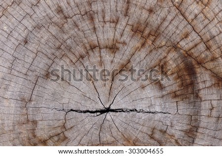 Rings of wood texture of cut tree trunk, close-up.