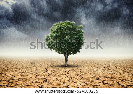 Landscape of Trees With the changing environment, Concept of climate change.