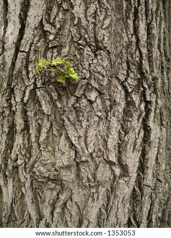 poplar bark