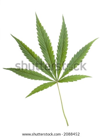 stock photo : marijuana leaf