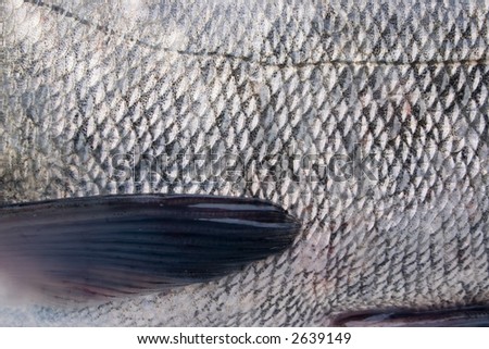 fish skin with scales and thoracic fin as a bio background