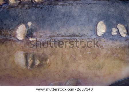 carp skin with scales as a bio background