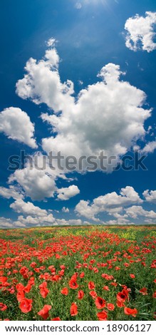 poppy field - vertical panorama