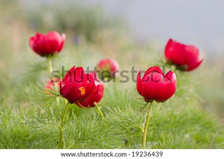 red crimean peony field