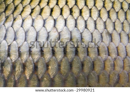 big carp scales close up as a background