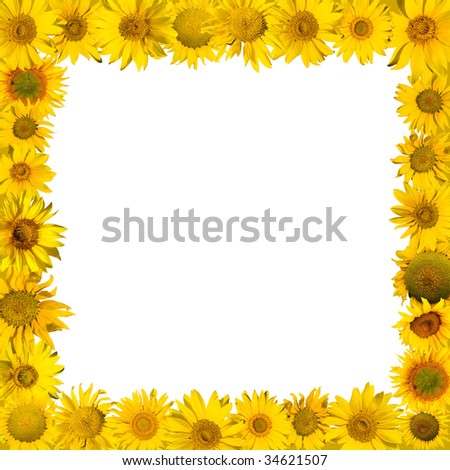 sunflowers frame composed