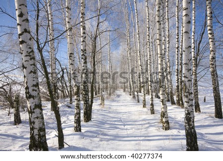 Frozen birch alley at winter adn deep blue sky