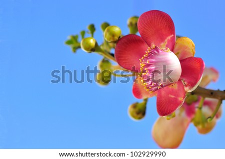 Pink flowers,Beautiful,exotic and fragrant Cannonball flower is found in Asia