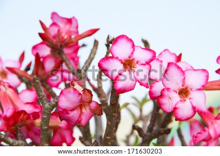 Beautiful pink azalea flowers tropical flowers,Desert Rose background