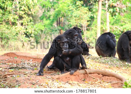 Chimpanzees in the zoo, Thailand