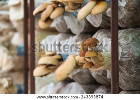 mushroom cubes in a mushroom farm