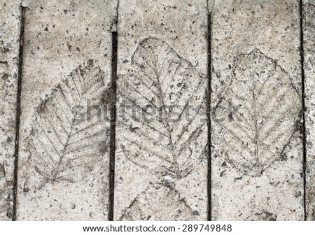 Shape of the leaves are printed on the cement floor