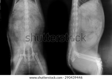 X-ray of dog