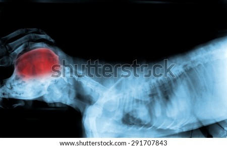 x ray for the skull of dog have red marker