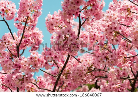 TOKYO, JAPAN - APRIL 1 2014: Ccherry Blossoms, Ueno garden, Tokyo, Japan