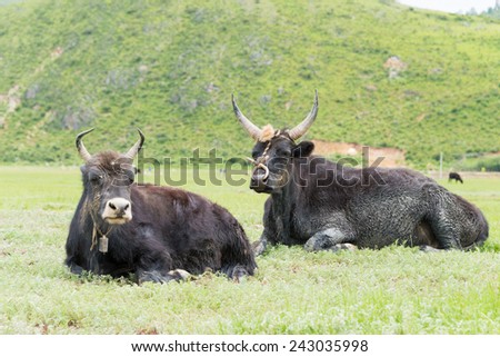 SHANGRILA, CHINA - Jul 31 2014: Cows at Napa Lake. a famous landscape in the Ancient city of Shangrila, Yunnan, China.