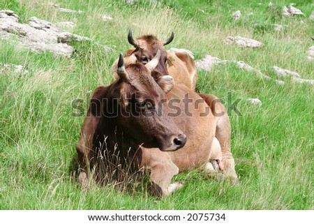 Two bulls in nature. Bulls on green meadow