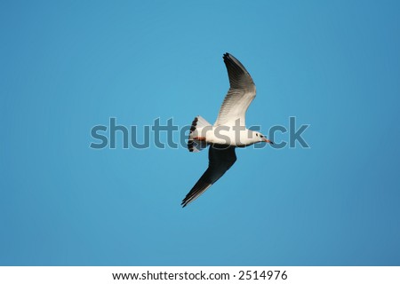 Flying seagull and blue sky. Seagull with open wings above clean sky