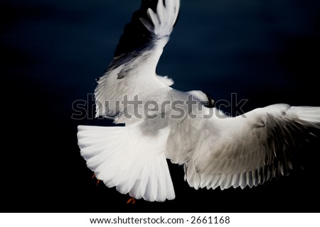 Flying bird. Open bird wings. Seagull above the dark ocean