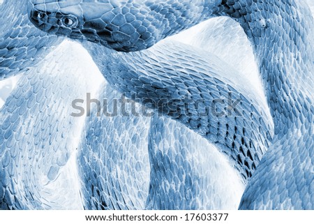 Abstract  blue Snake
