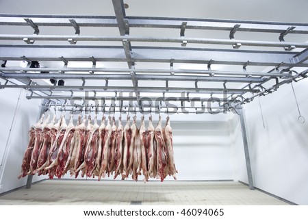 Butchered and processed pigs hanging in a slaughter house refrigerator