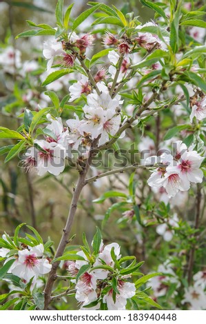 Almond Tree in Bloom