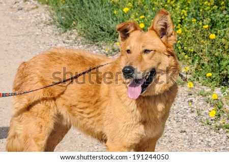 Portrait of ginger dog  with leash looking away