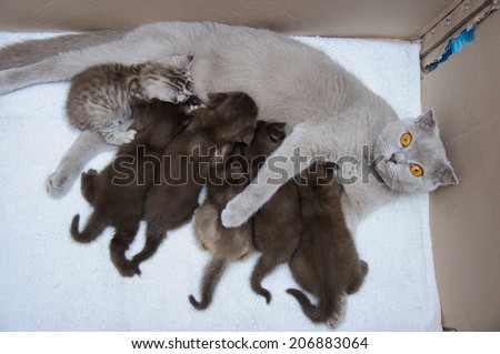 Scottish fold Mother cat milk feeding her kittens in a cardboard box