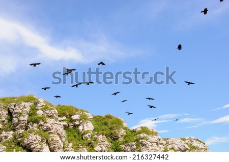 A flock of black birds over the cliff