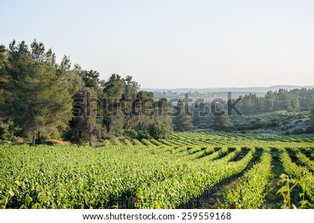 Vineyard landscape in Israel, sunlight