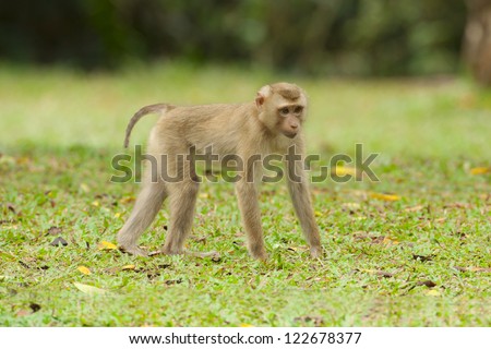 Pig-Tailed Macaque (Monkey at kaoyai NP, Thailand)