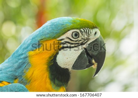 Blue and Gold Macaw isolate on white background, thailand