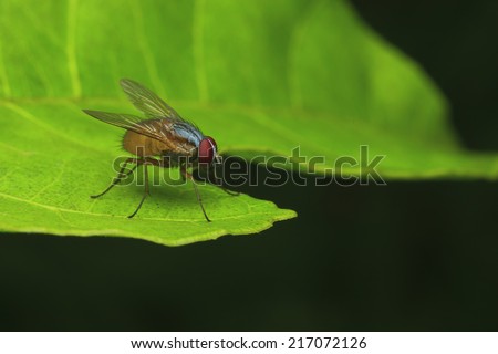 Fruit fly on a green leaf, thailand