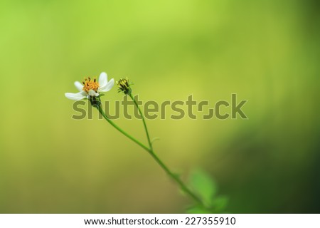 Beautiful wild flower in the nature trail with clear background