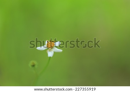 Beautiful wild flower in the nature trail with clear background