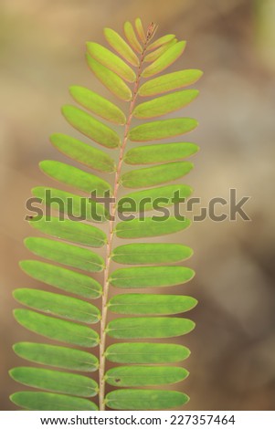 Tamarind leaves with clear background