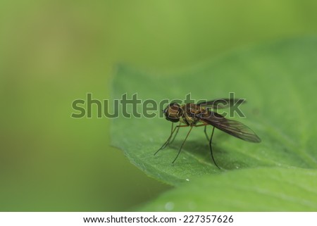 Fly insect on the green leaf