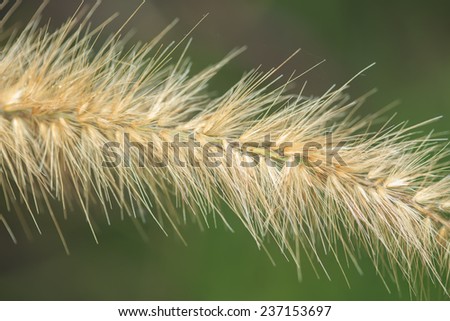 Close up of grass flower with clear background