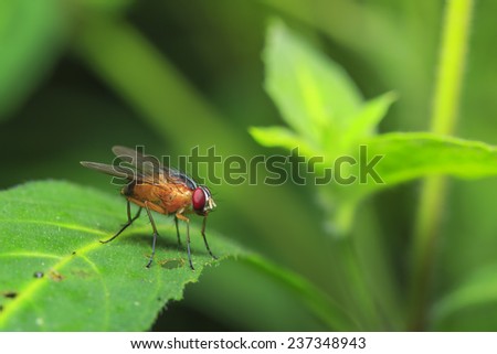 Fruit fly on a green leaf, thailand