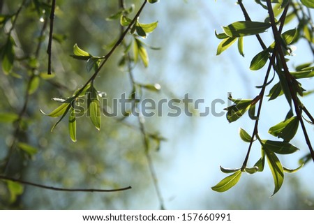 Spring in the forest or Forest background