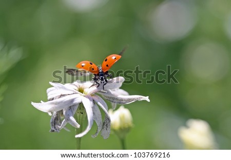 Abflug, ladybeetle spread its wings to start,start of a ladybug,ladybeetle sit on a flower and spread the wings,