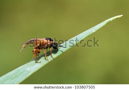 Tod im Gerstenfeld,dead body of wesp sitting on a leaf in a field of barley,partly rotten body of a wesp