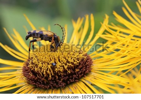Gefleckter SchmalbockkÃ?Â¤fer, Black yellow spotted longhorn beetle on yellow blossom