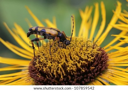 Gefleckter SchmalbockkÃ?Â¤fer ,  Black yellow spotted beetle on yellow blossom