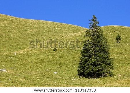 Eine Tanne in den Bergen, Fir tree standing on a green hill with blue sky