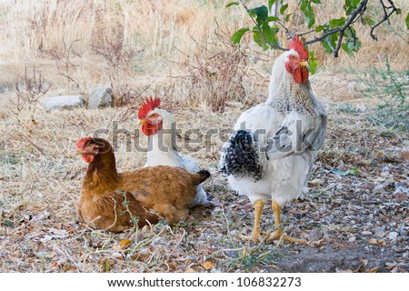 Hens and chickens